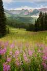 USA-Colorado-Gunnison National Forest Fireweeds in mountain meadow Art Print